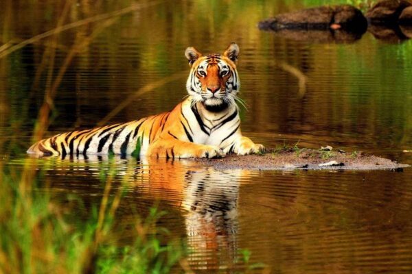 4 Day Golden Triangle with Ranthambore Tiger Safari Tour from Delhi